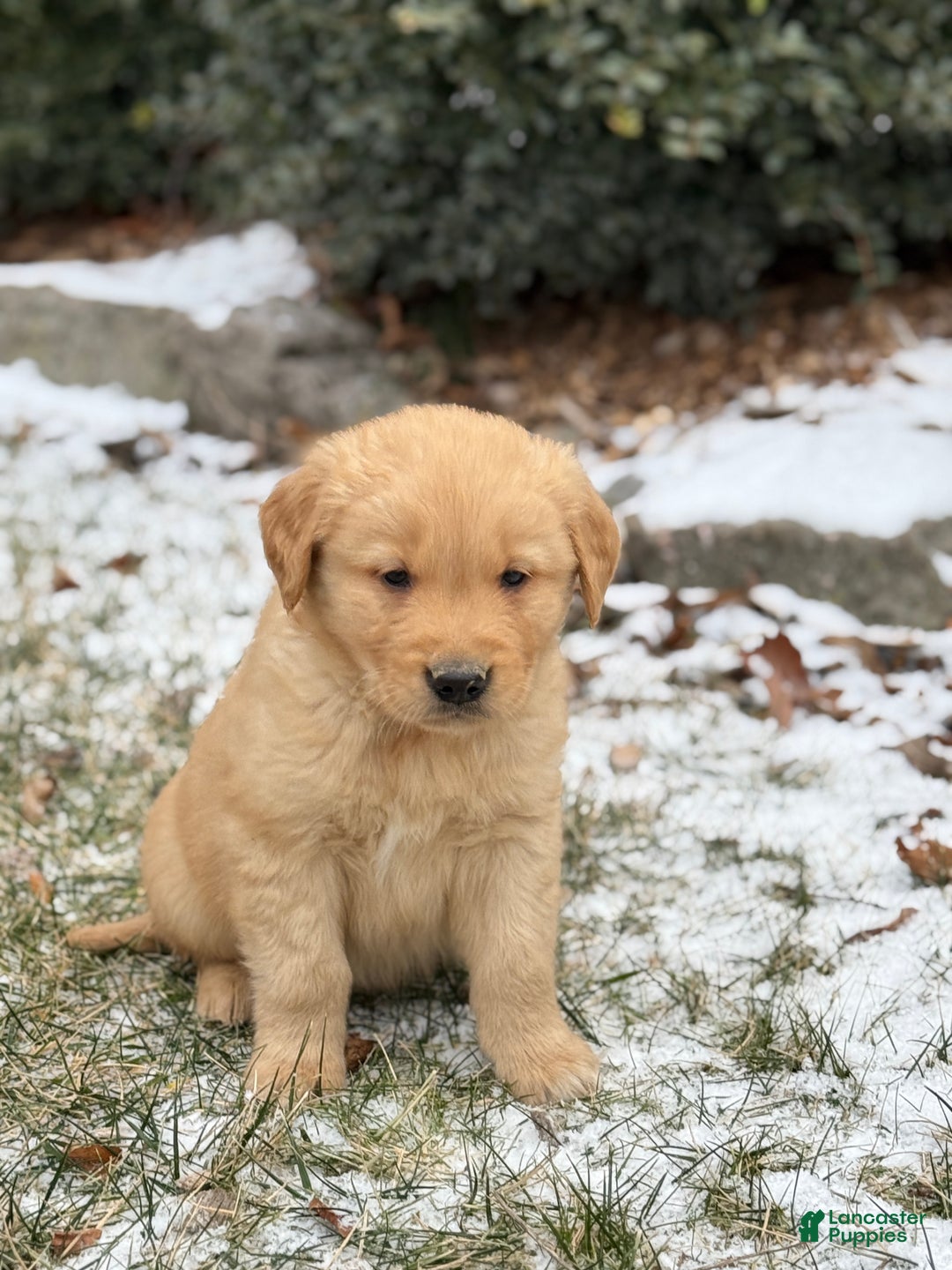 Golden Retriever dogs for sale: Sammy - Ad 11