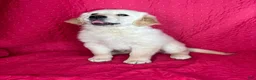 Golden Retriever dogs for sale: Greta - Ad 4