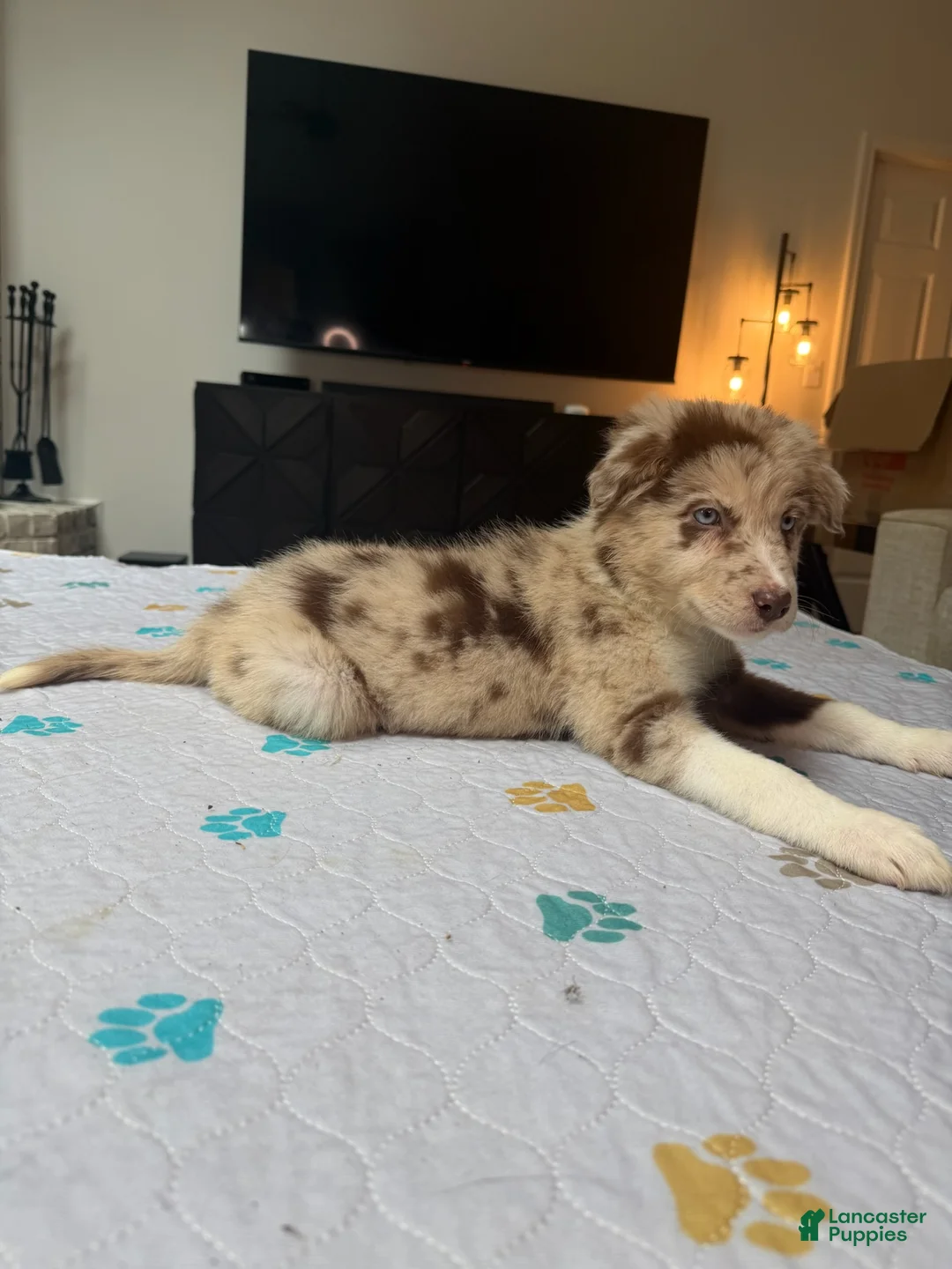 Border Collie dogs for sale: Border Collie Puppy 3 - Ad 2