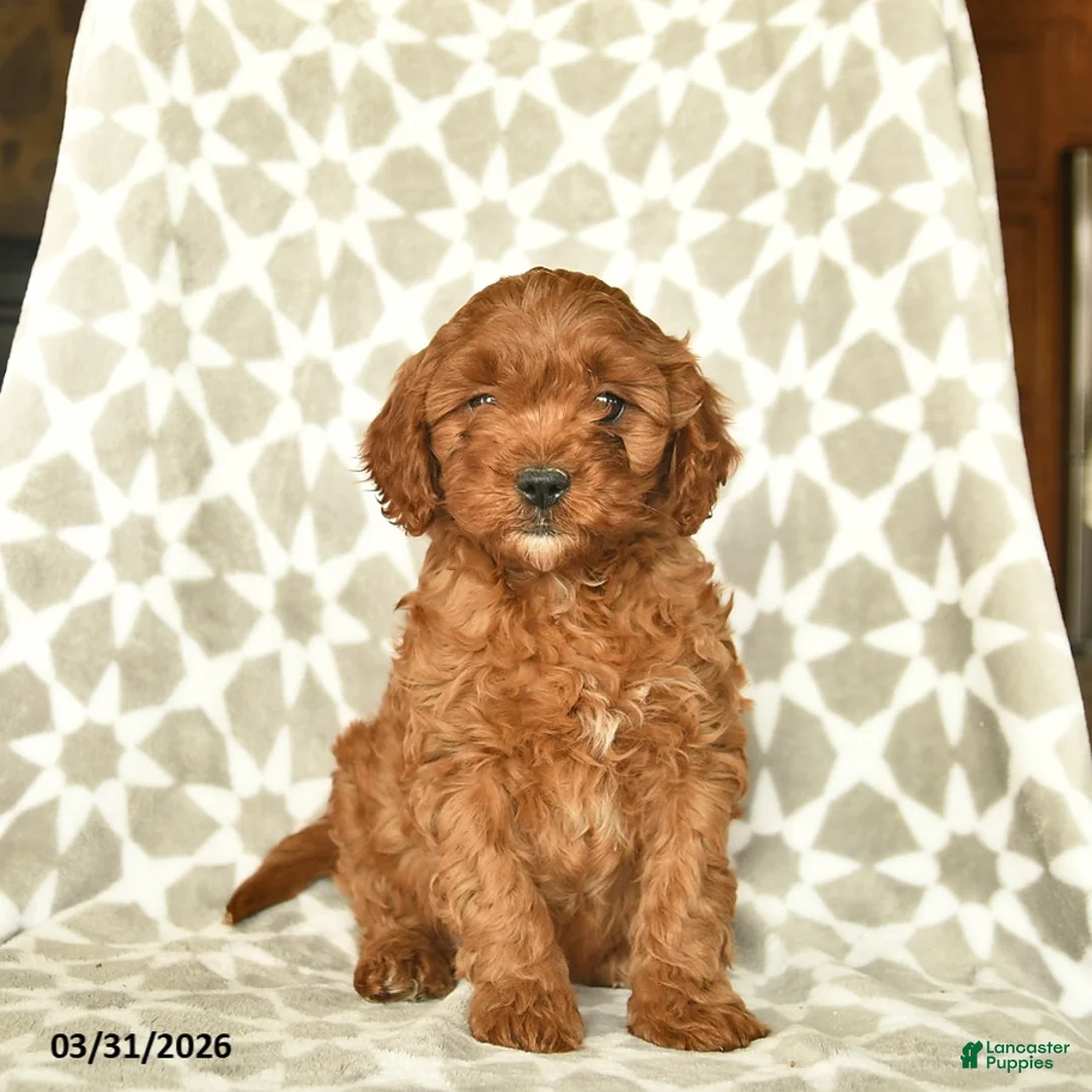 Cavapoo dogs for sale: Atticus  - Ad 1