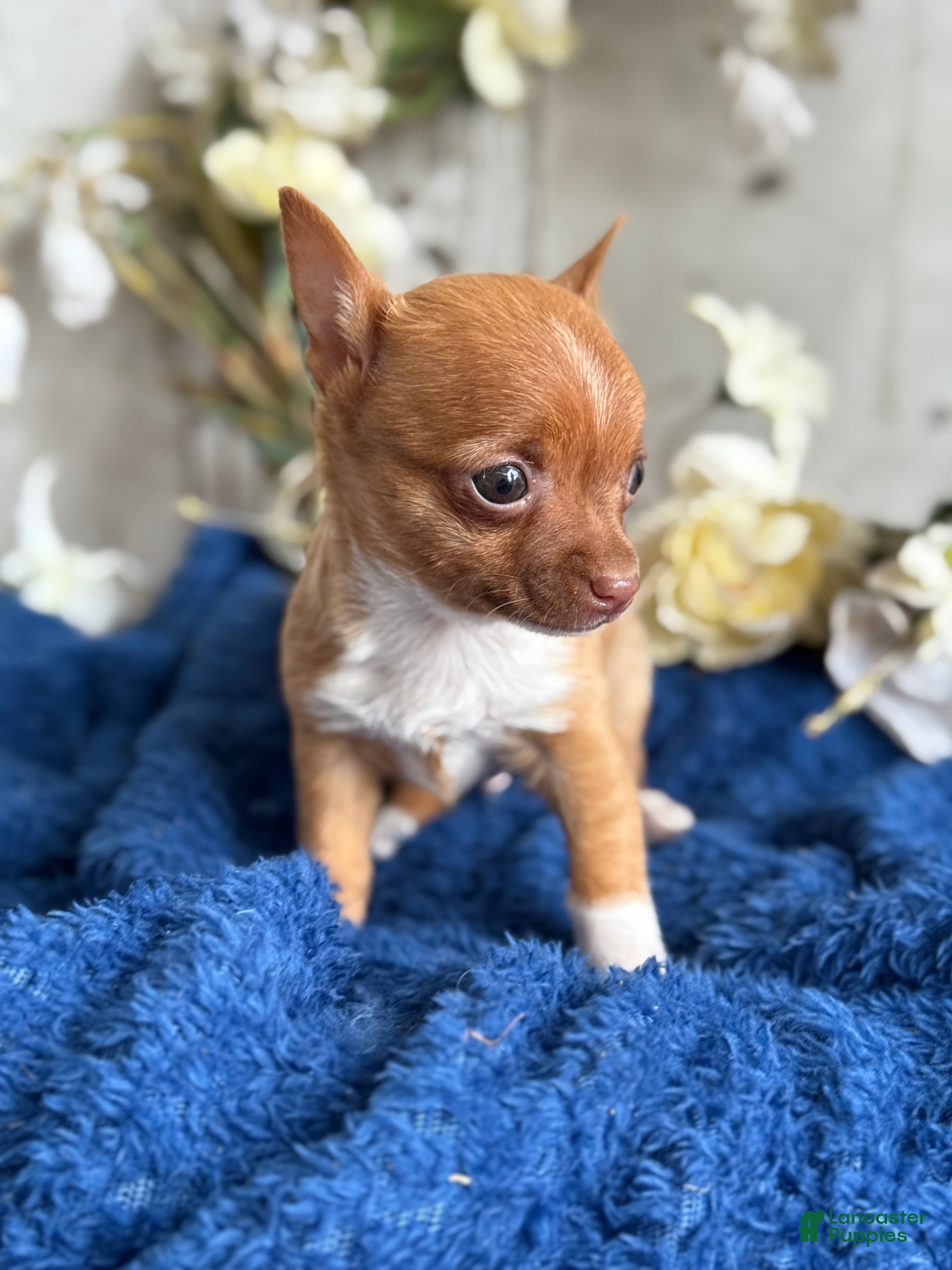 Chihuahua dogs Rolo - Ad 2