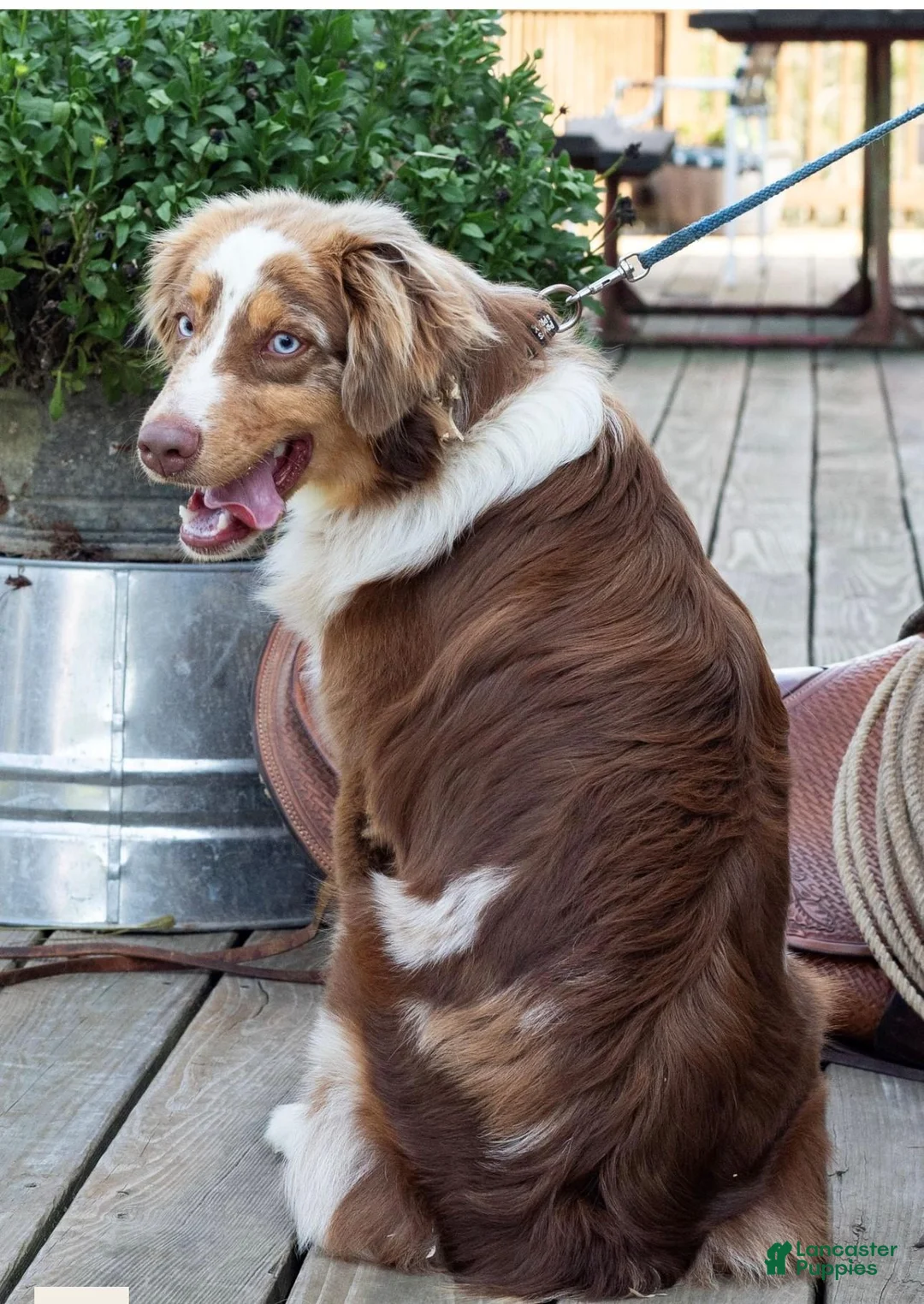 Miniature Australian Shepherd dogs for sale: Pumba - Ad 3