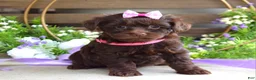 Yorkiepoo dogs for sale: Coco  - Ad 3