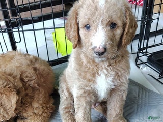 Mixed Breed dogs - Ad 42