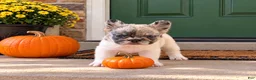 French Bulldog dogs for sale: Blue eye, beauty - Ad 7