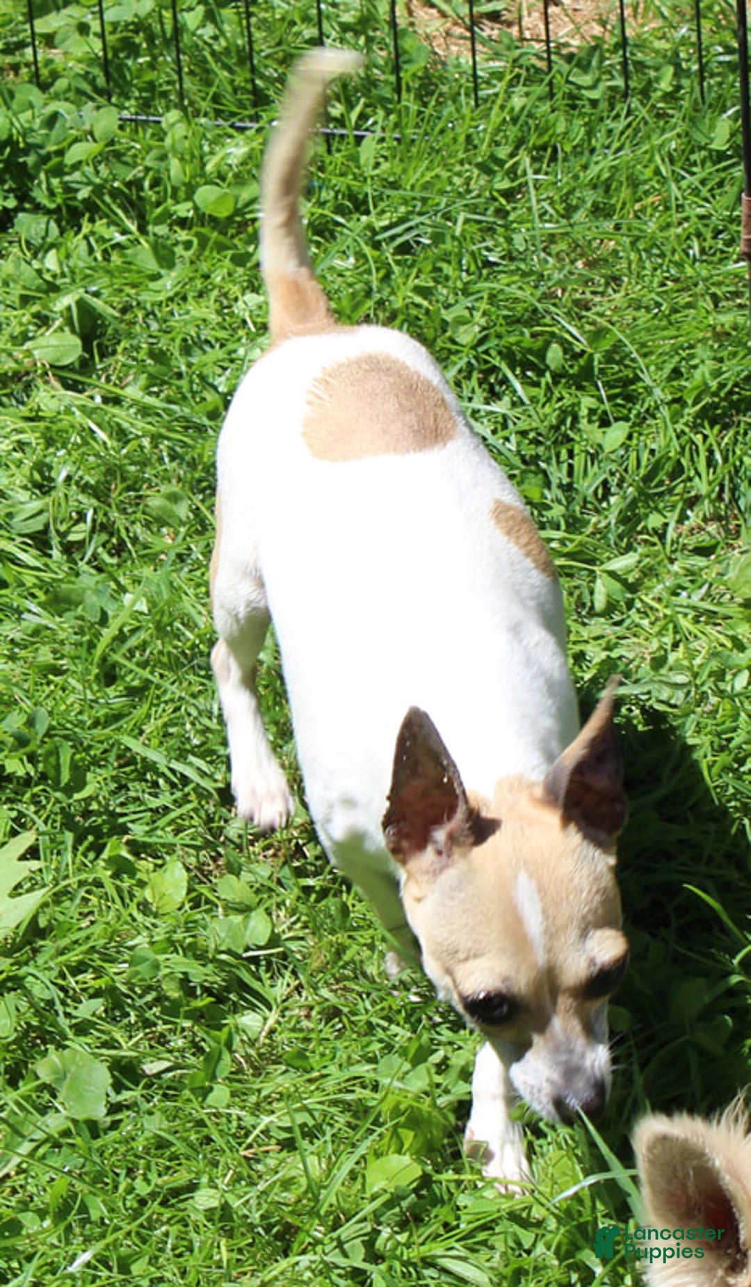 Chihuahua dogs for sale: Sissy - Ad 2