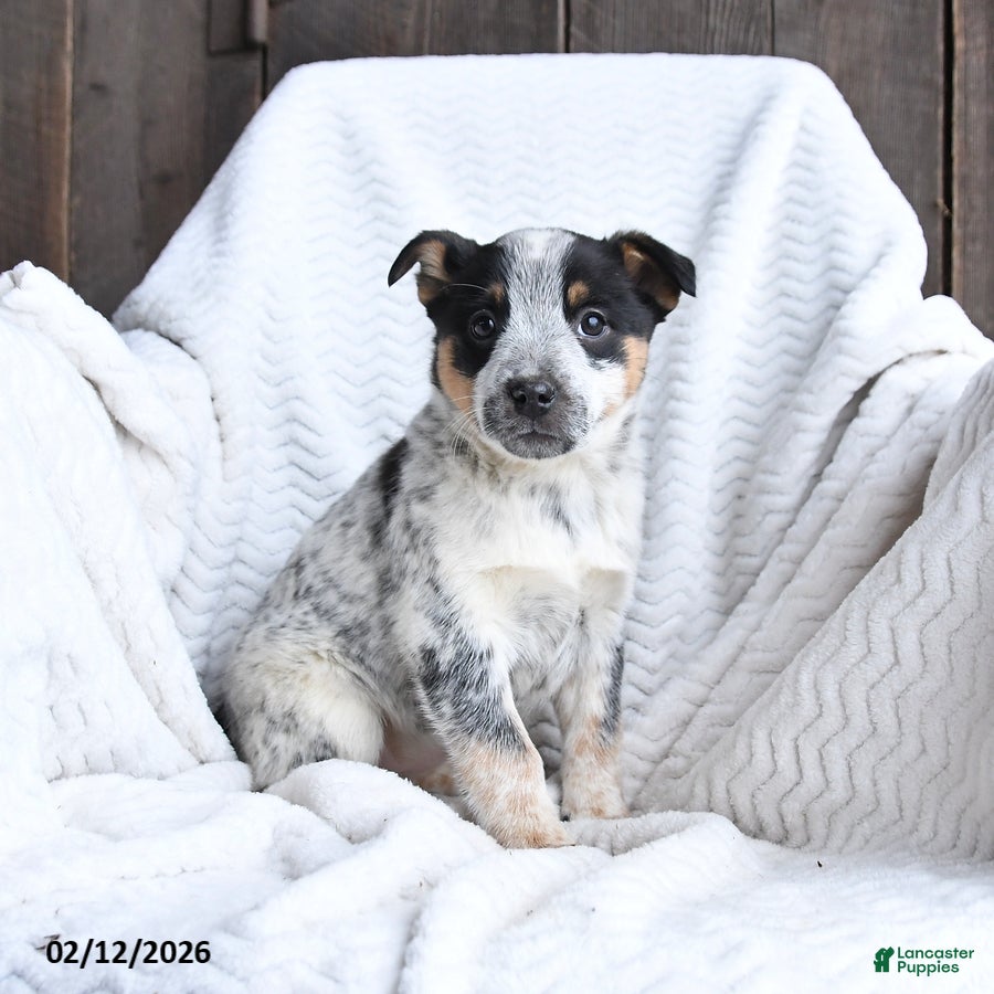 Australian Cattle Dog dogs Maggie - Ad 8