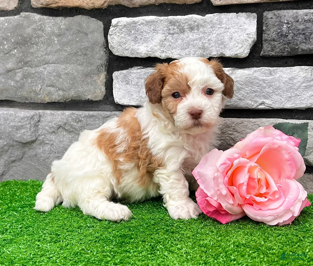 Havanese dogs for sale: Lucy - Ad 1