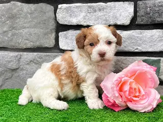 Havanese dogs for sale: Lucy - Ad 1