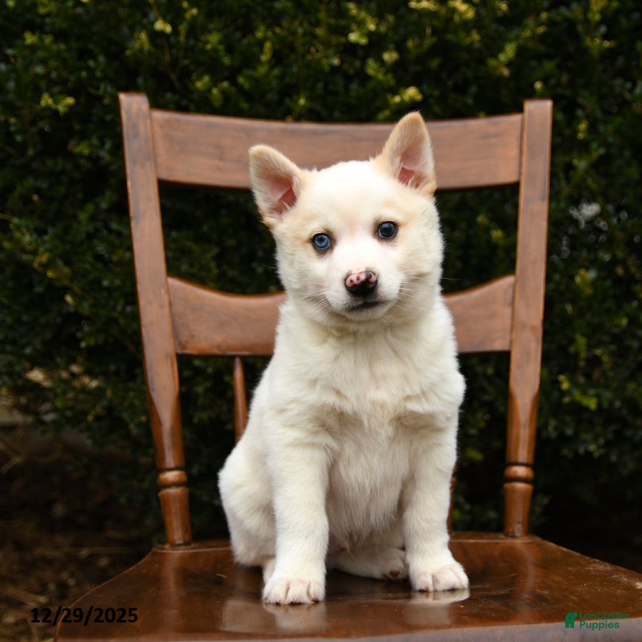 Mixed Breed dogs Ozme - Ad 35