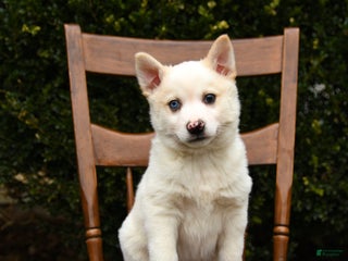 Mixed Breed dogs Ozme - Ad 42