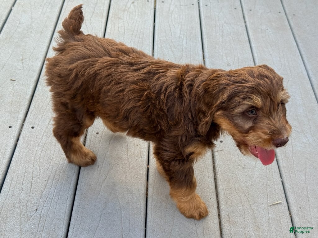 Mixed Breed dogs Cooper Male - Ad 2
