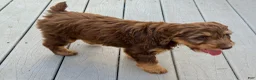 Mixed Breed dogs for sale: Cooper Male - Ad 2