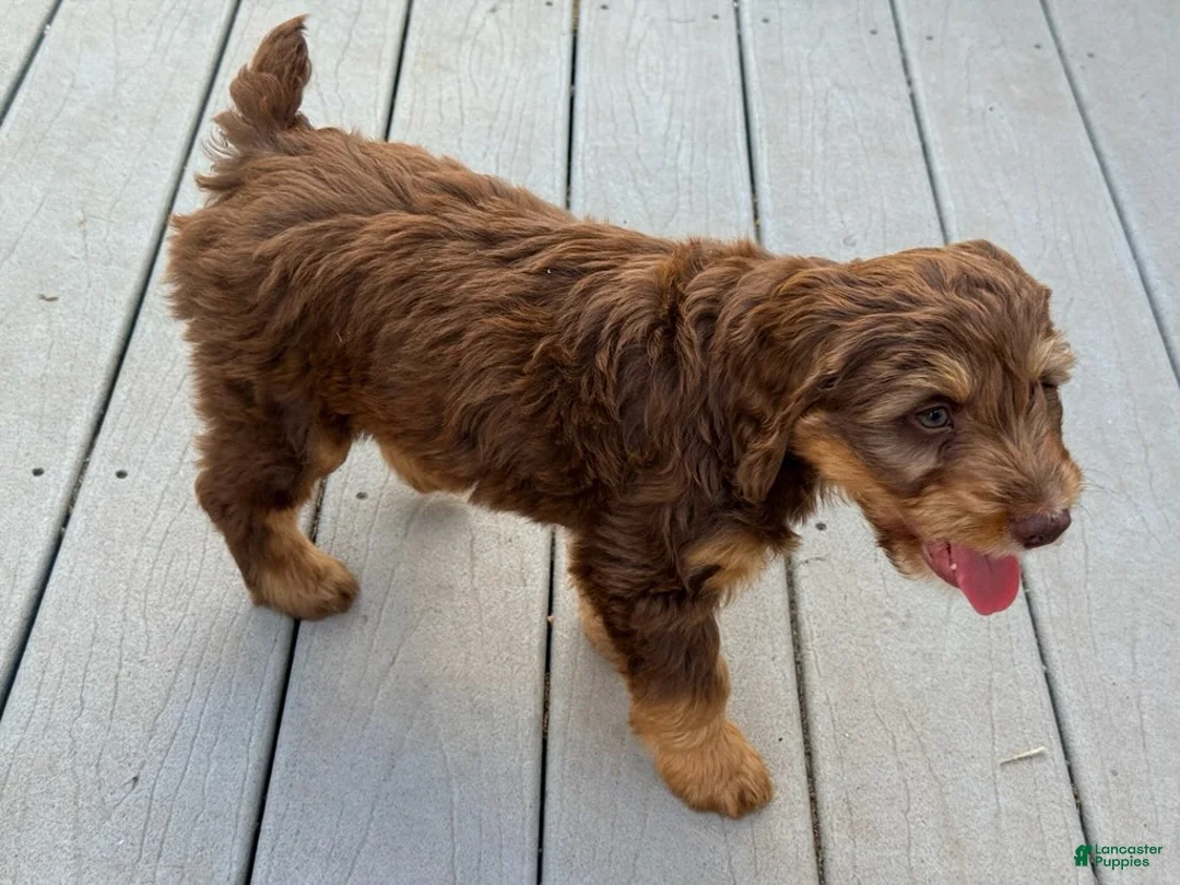 Mixed Breed dogs for sale: Cooper Male - Ad 2