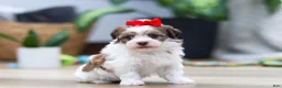 Havanese dogs for sale: Bloom - Ad 5