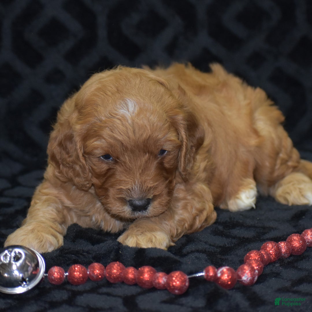 Mini Goldendoodle dogs for sale: Gregy - Ad 8