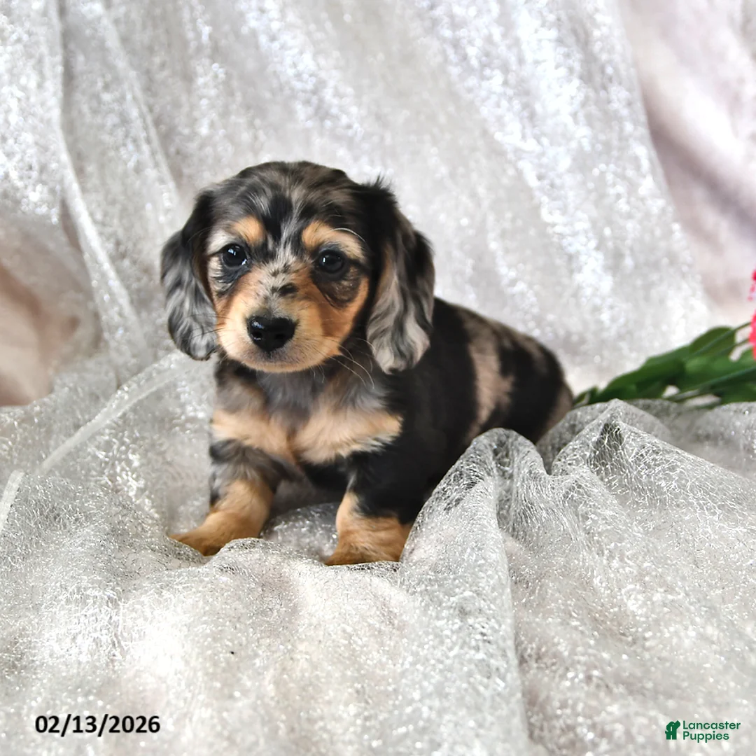 Miniature Dachshund dogs for sale: Patrick - Ad 4