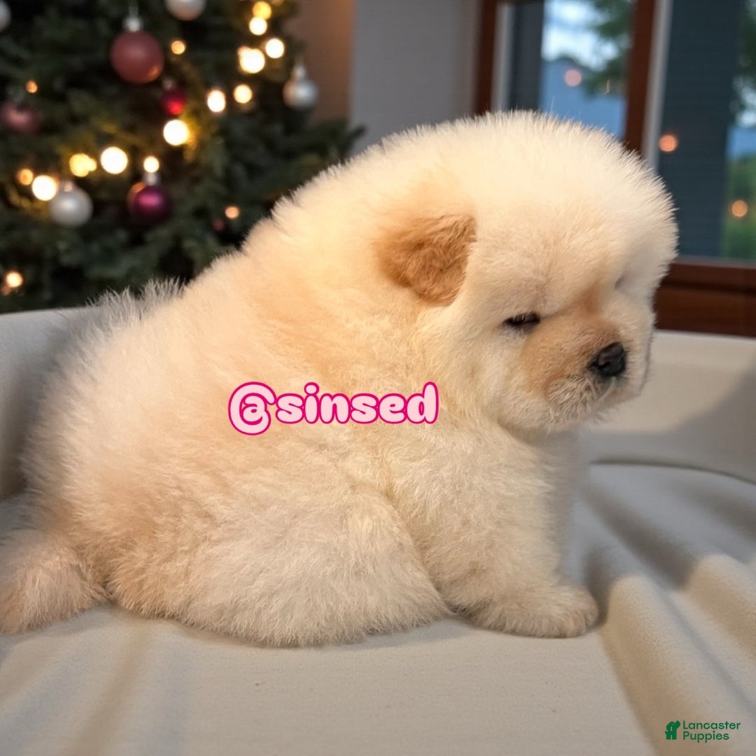 Chow Chow dogs for sale: Noel - Ad 5