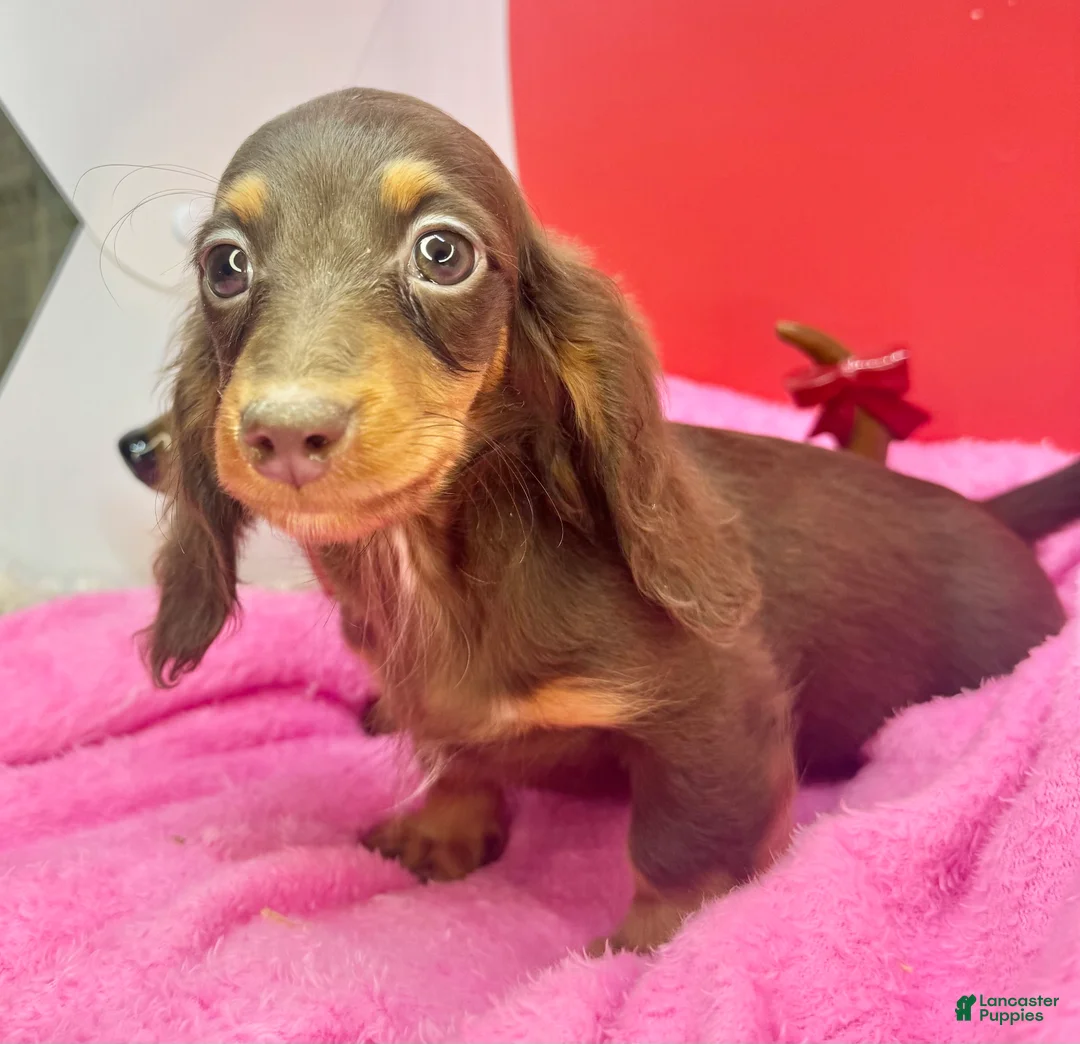 Miniature Dachshund dogs for sale: Ready Xmas eve - Ad 9