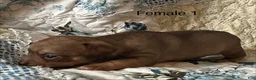 Chiweenie dogs for sale: Chiweenie 5 - Ad 8