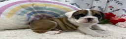 English Bulldog dogs for sale: Lilly - Ad 3