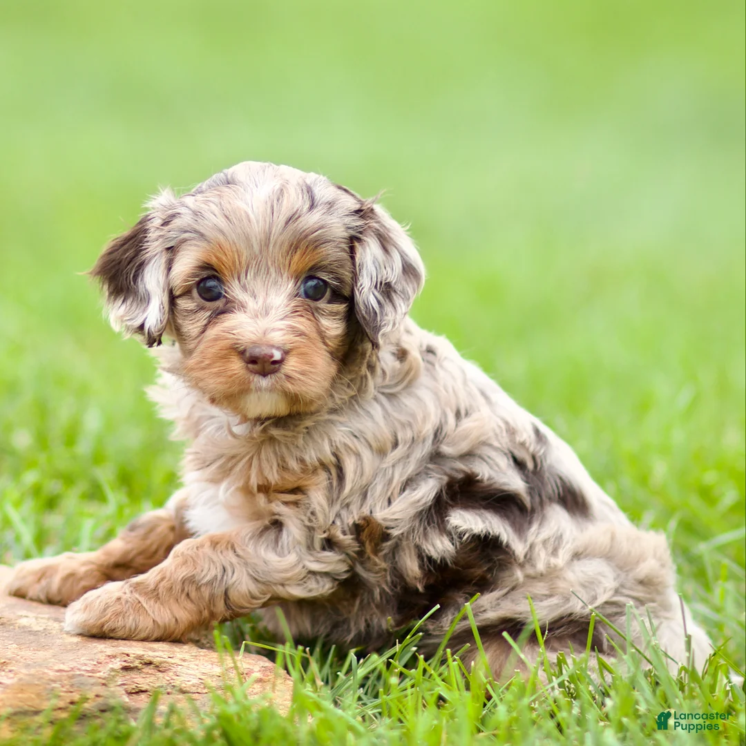 Cavapoo dogs for sale: Willow - Ad 3