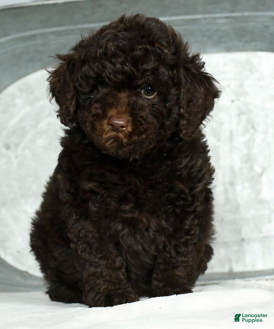 Miniature Poodle dogs for sale: Jinger - Ad 3