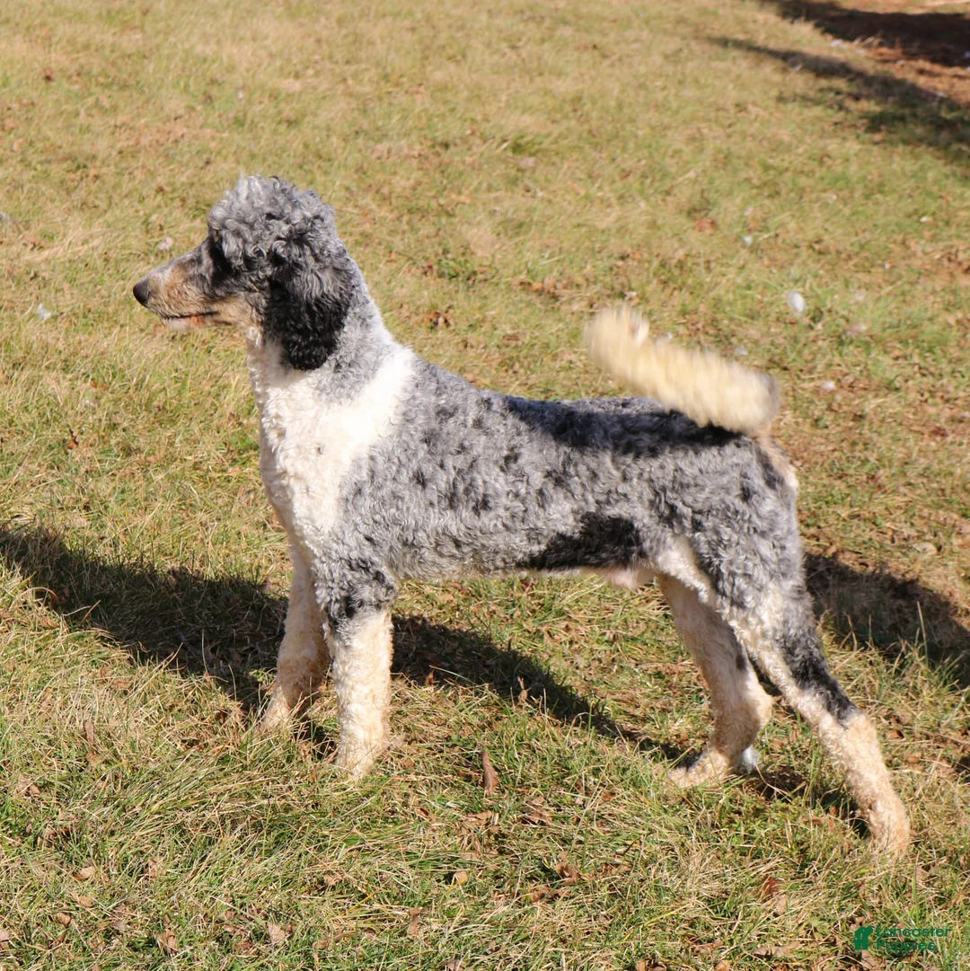Bernedoodle dogs for sale: Duke - Ad 6