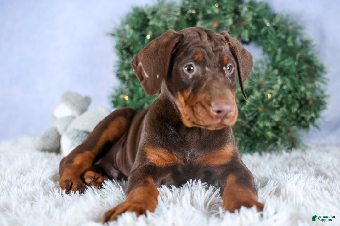 Doberman Pinscher dogs for sale: TYSON - Ad 13