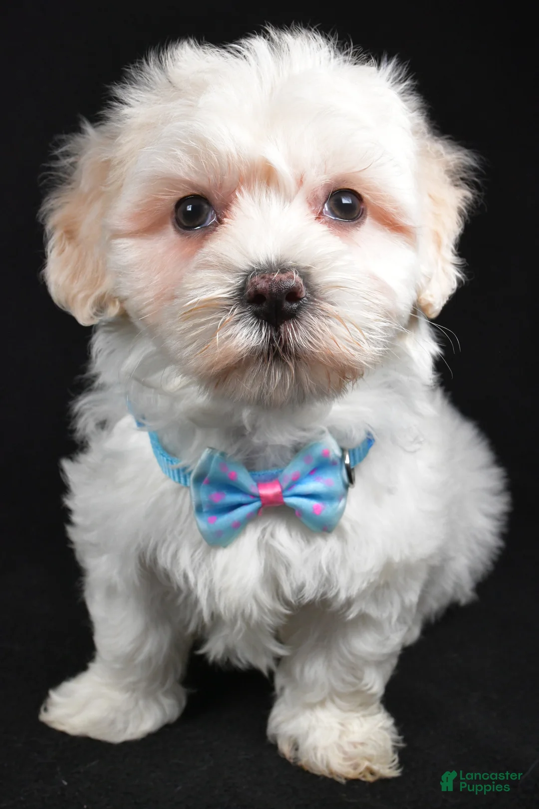 Maltipoo dogs for sale: Hank - Ad 6