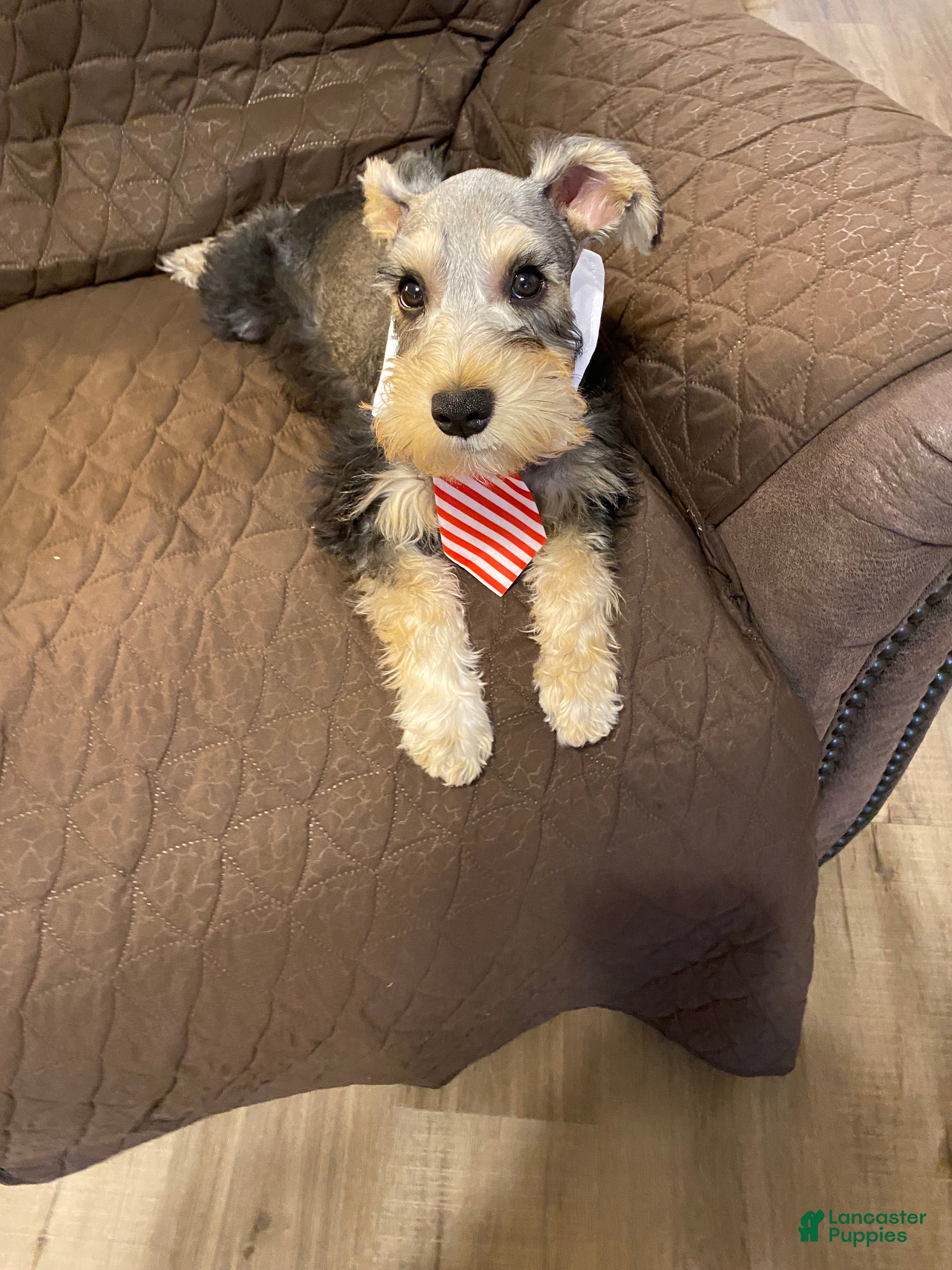 Miniature Schnauzer dogs Miko - Ad 1