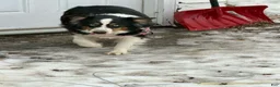 Australian Shepherd dogs for sale: Australian Shepherd Puppy 1 - Ad 2