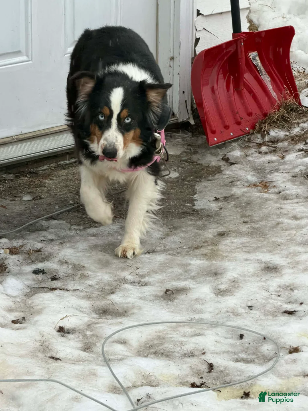 Australian Shepherd dogs for sale: Australian Shepherd Puppy 1 - Ad 2