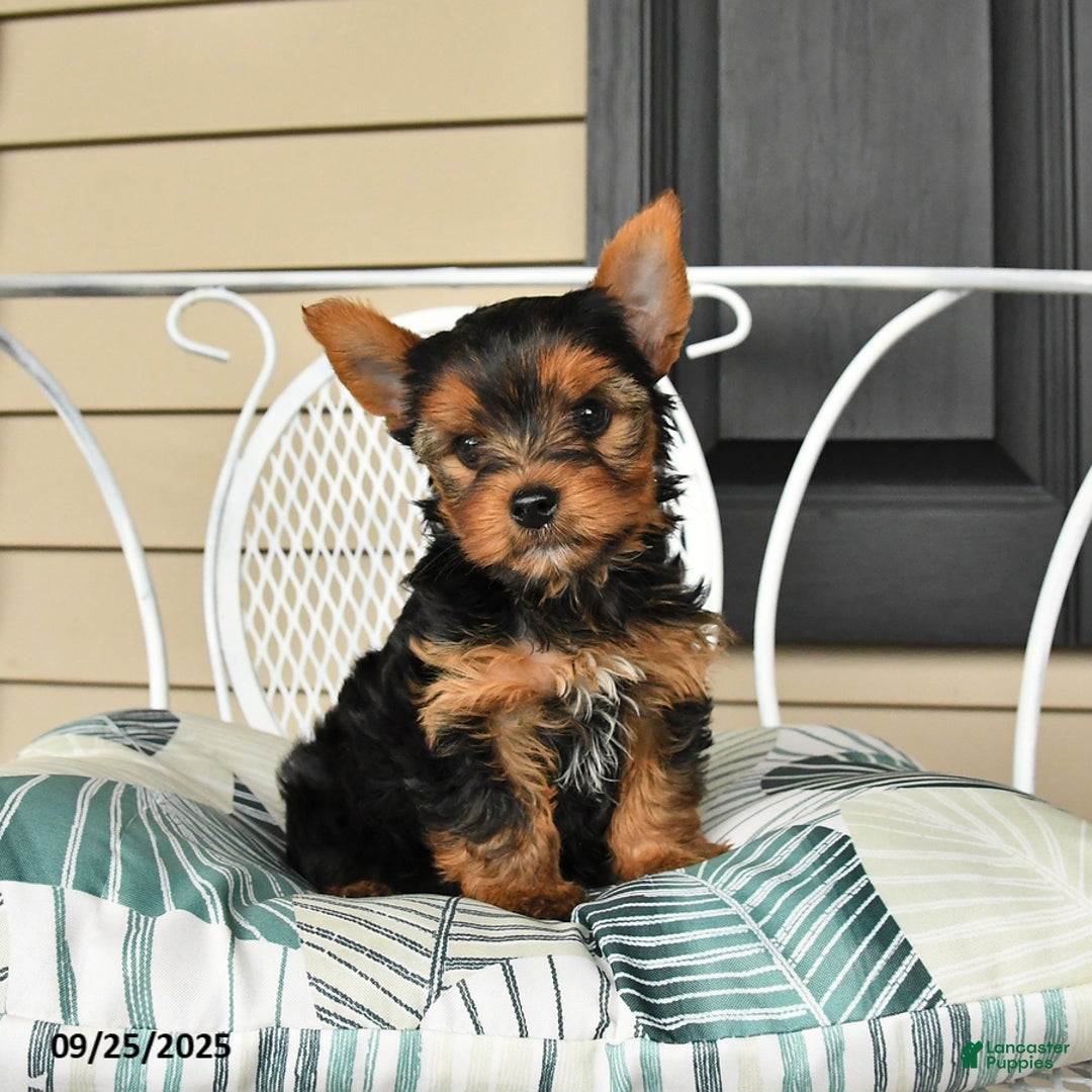 Yorkshire Terrier dogs for sale: Skipper - Ad 3
