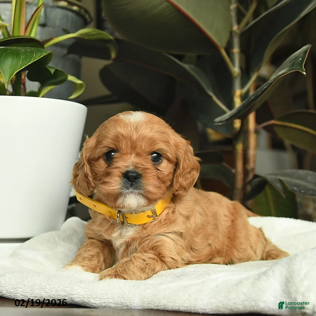 Cavapoo dogs for sale: Melody  - Ad 4