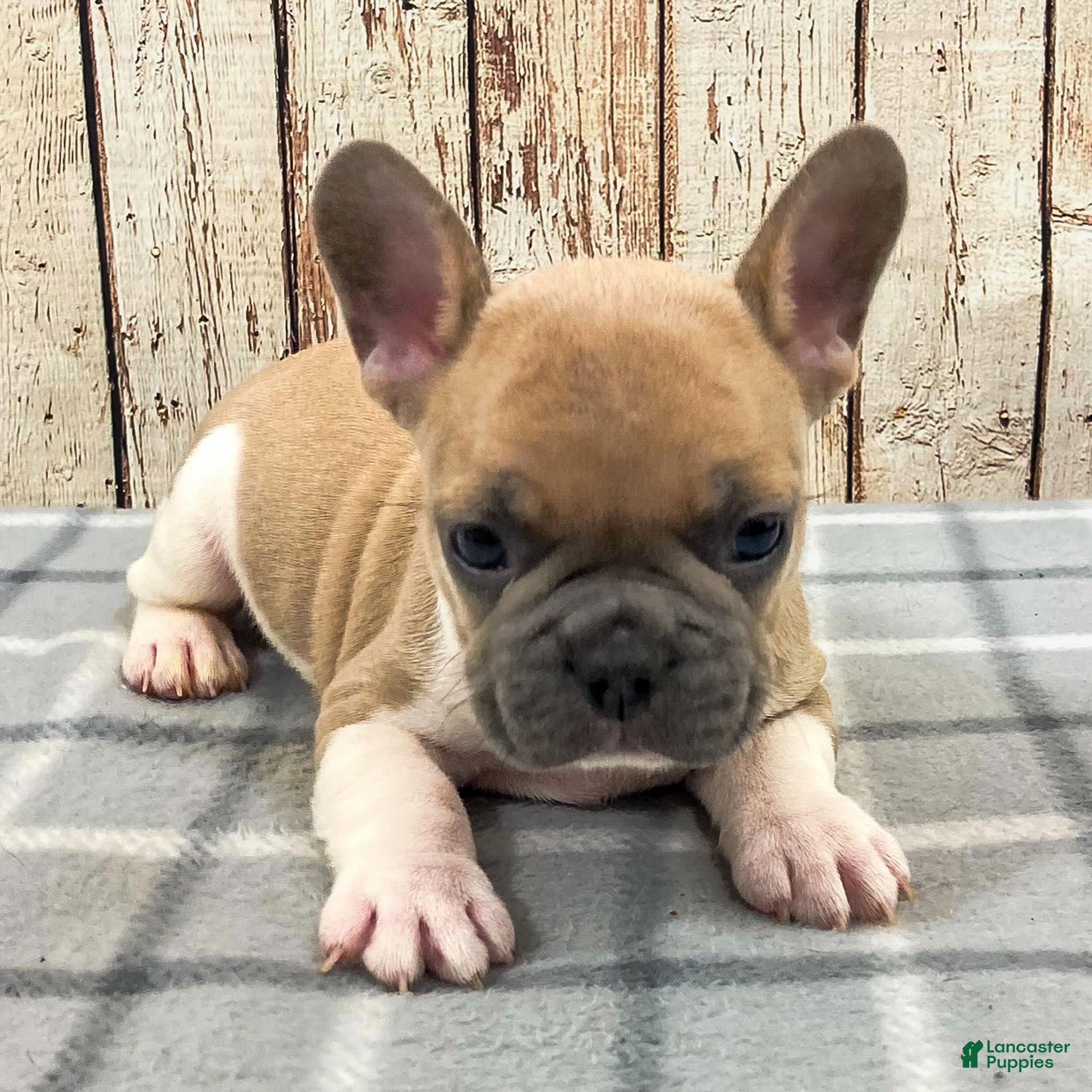 French Bulldog dogs Liam French Bulldog Puppy  - Ad 18