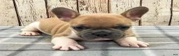 French Bulldog dogs for sale: Liam French Bulldog Puppy  - Ad 1