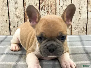 French Bulldog dogs Liam French Bulldog Puppy - Ad 18