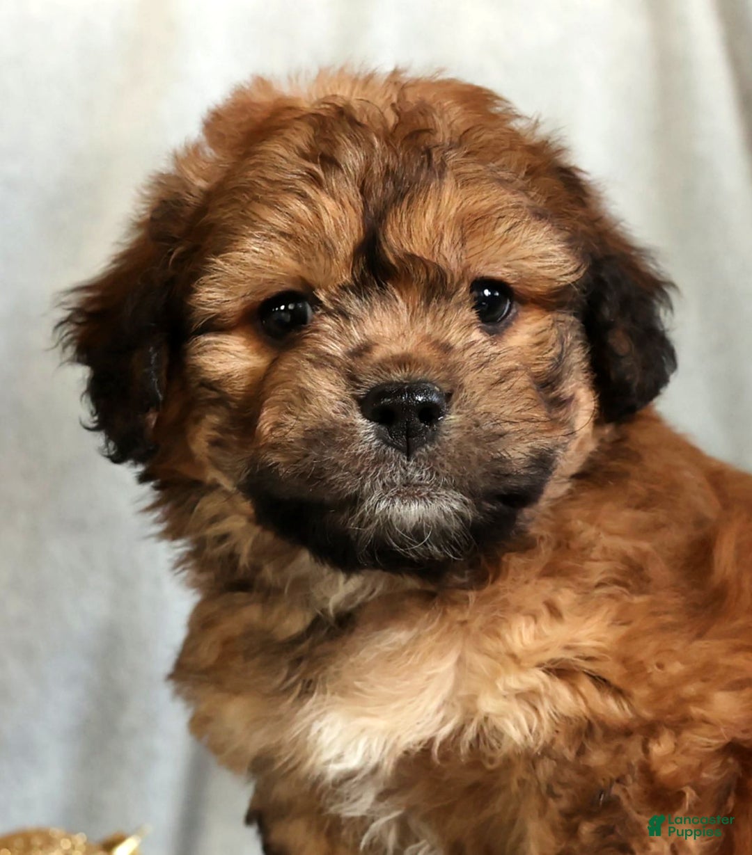 Mixed Breed dogs for sale: Jasper - Ad 9