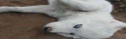 Alaskan Husky dogs for sale: Alaskan Husky 3 - Ad 7