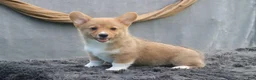 Welsh Corgi Pembroke dogs for sale: Drizzle - Ad 6