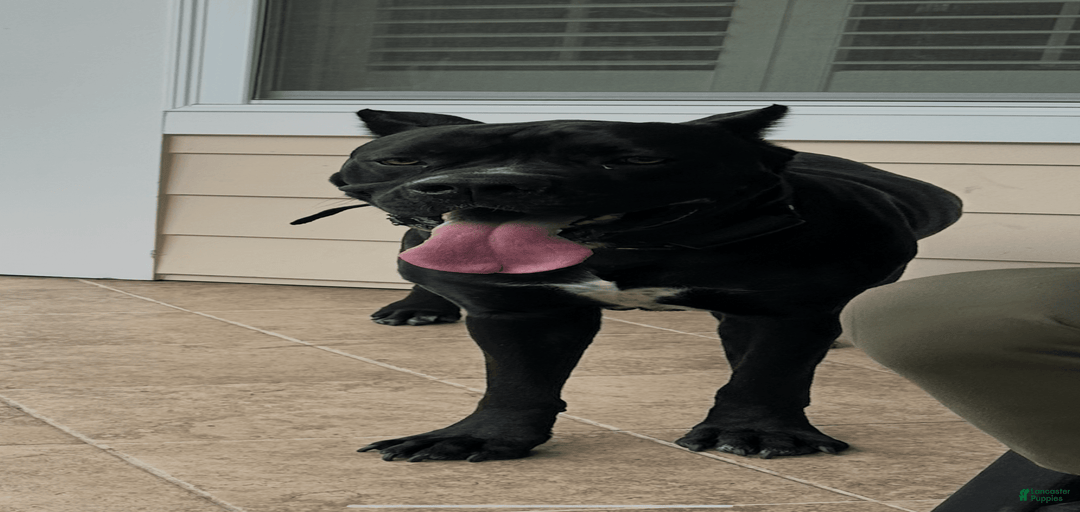 Gallery Image {{count}}