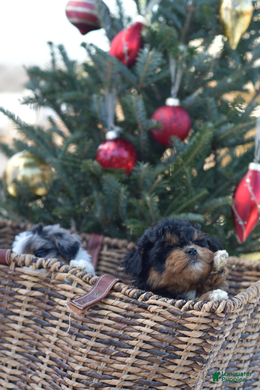 Mini Aussiedoodle dogs for sale: Bear - Ad 25