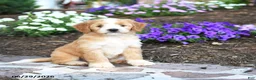 Mini Bernedoodle dogs for sale: Patrick - Ad 4