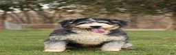 Double Doodle dogs for sale: Bandit - Ad 6