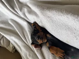 Miniature Dachshund dogs Miniature Dachshund Puppy 1 - Ad 1