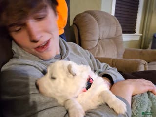 Samoyed dogs Samoyed Puppy 6 - Ad 14