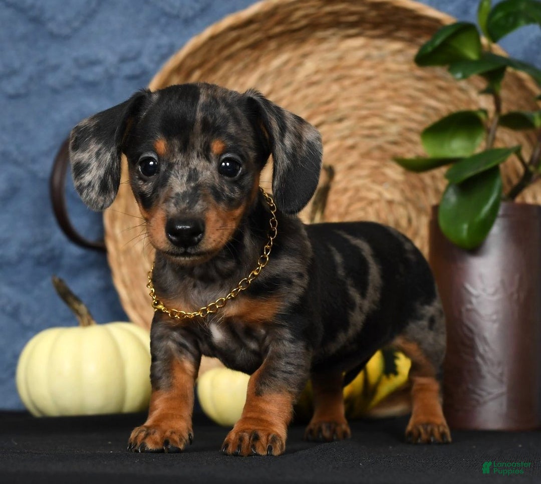 Miniature Dachshund dogs for sale: Roxie - Ad 5