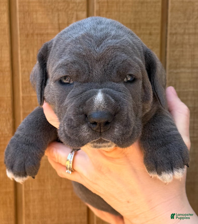 Cane Corso dogs Cane Corso Puppy 1 - Ad 2