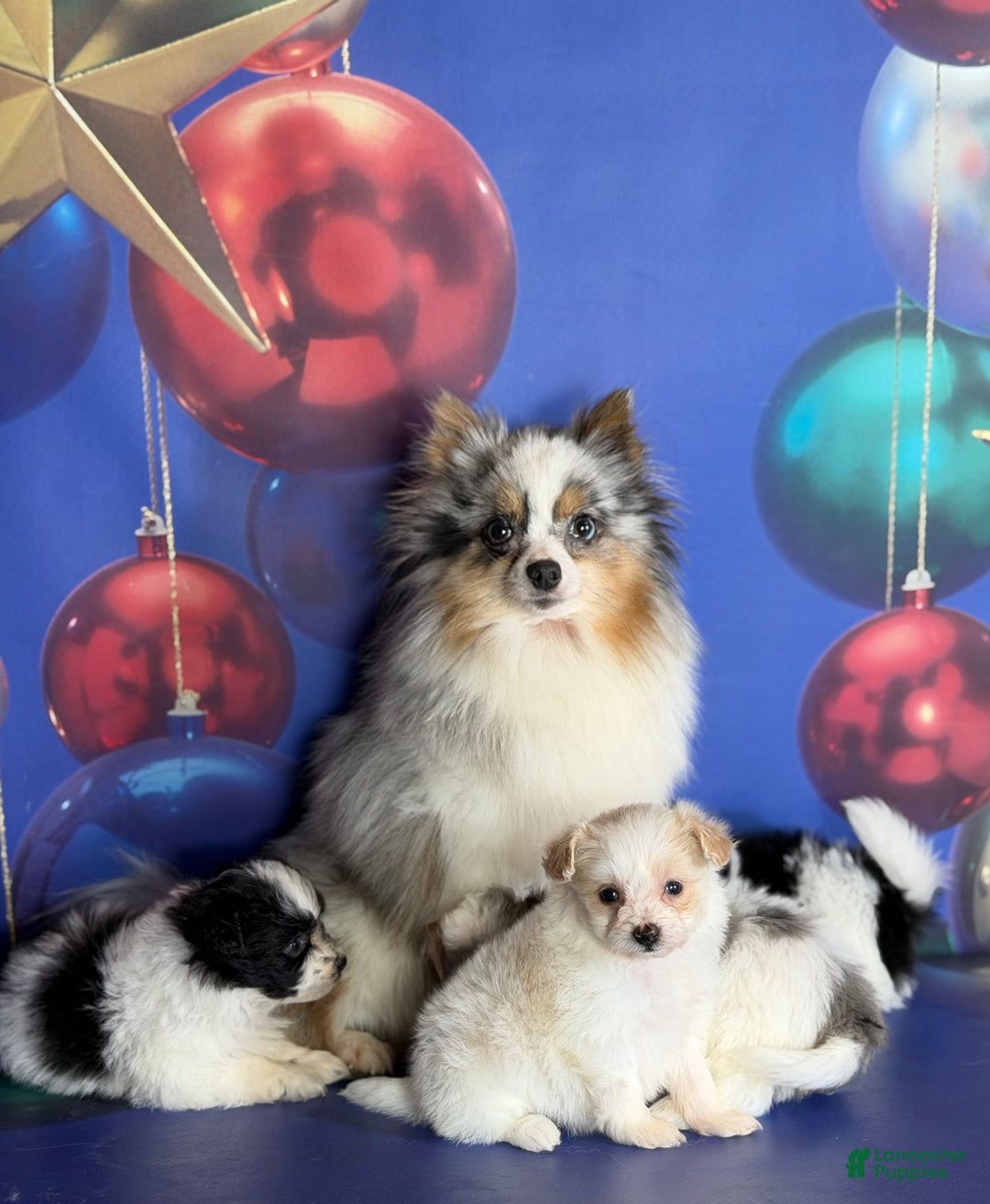 Pomapoo dogs for sale: Charlotte - Ad 8